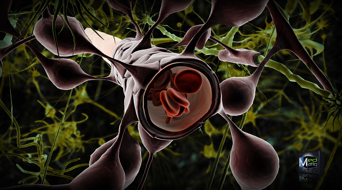 The astrocytes: The Guardians of the blood-brain barrier