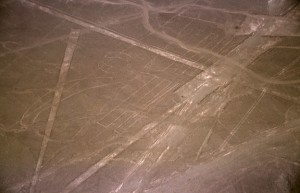 Nazca_Pelican