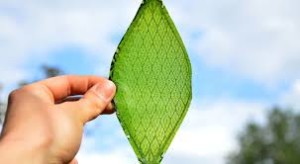 1st man-made leaf