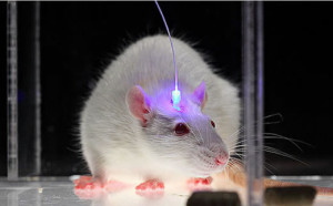Successful experimentation in manipulating a rat's memory using light to turn specific neurons on.