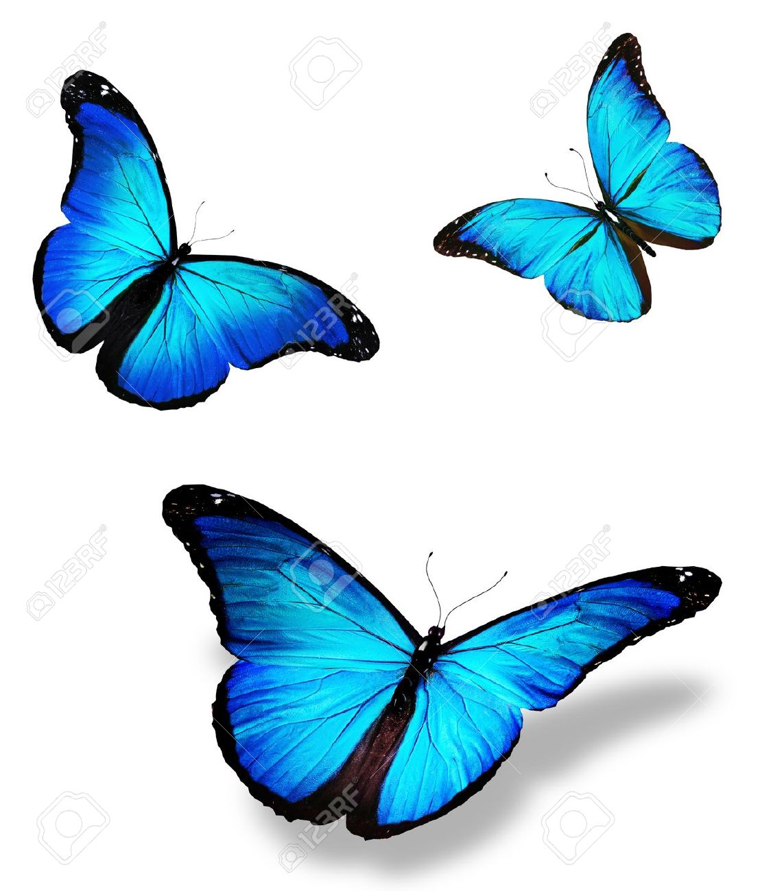 14424011-Three-blue-butterfly--Stock-Photo-flying